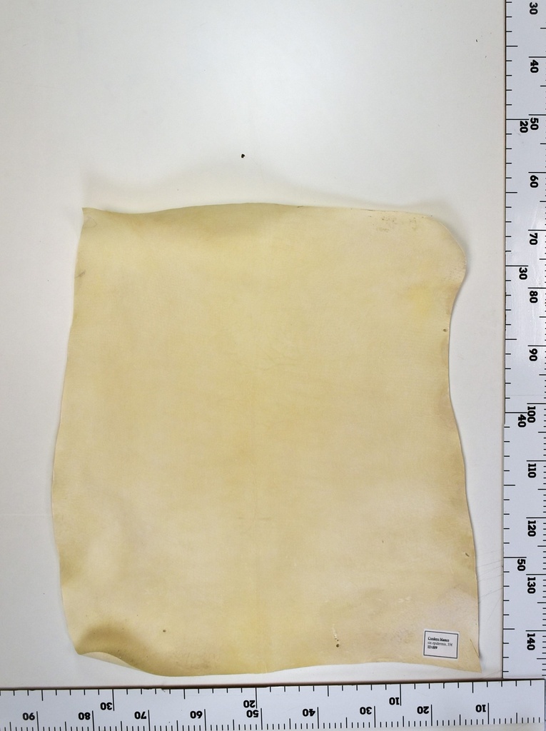 Cordero blanco impresión digital ID:009