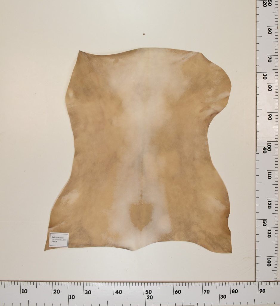 Cabrito Marrón ID026