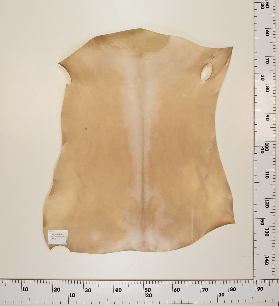 Cabrito Marrón ID030