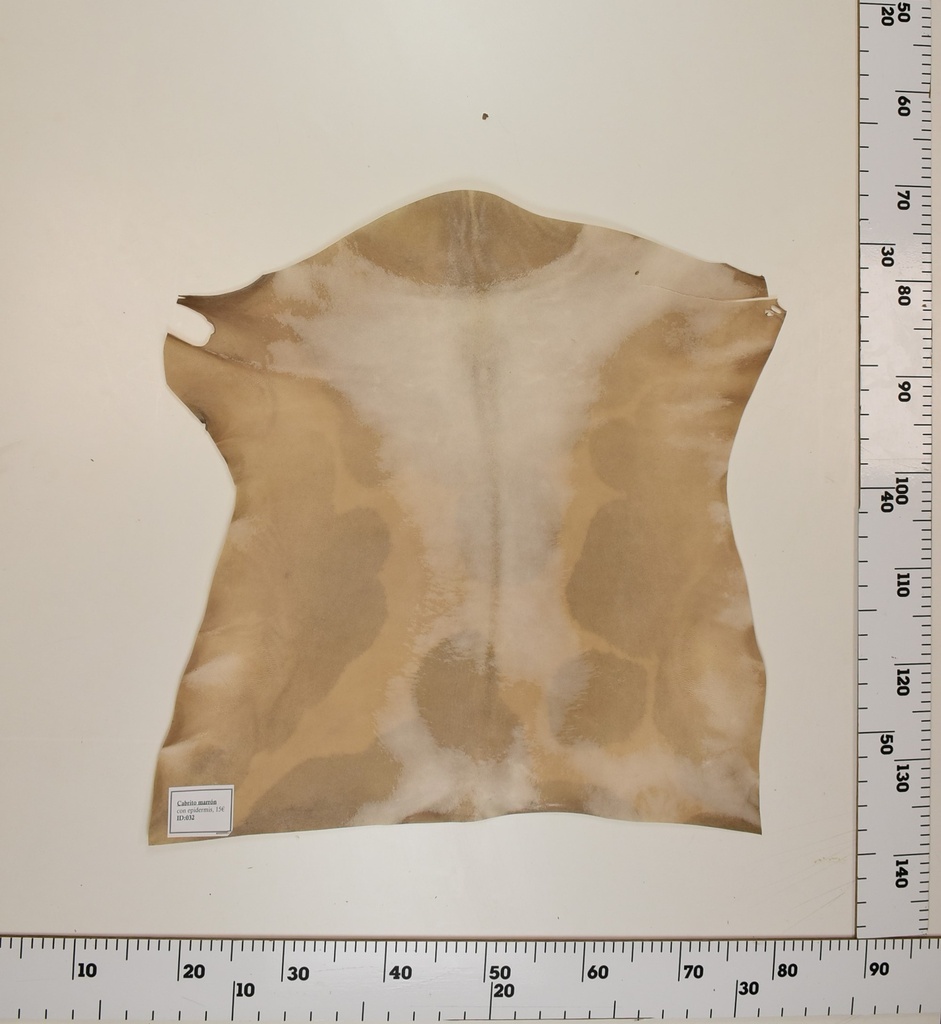 Cabrito Marrón ID032