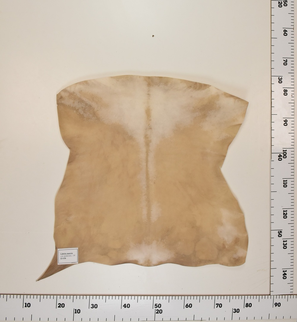 Cabrito Marrón ID036