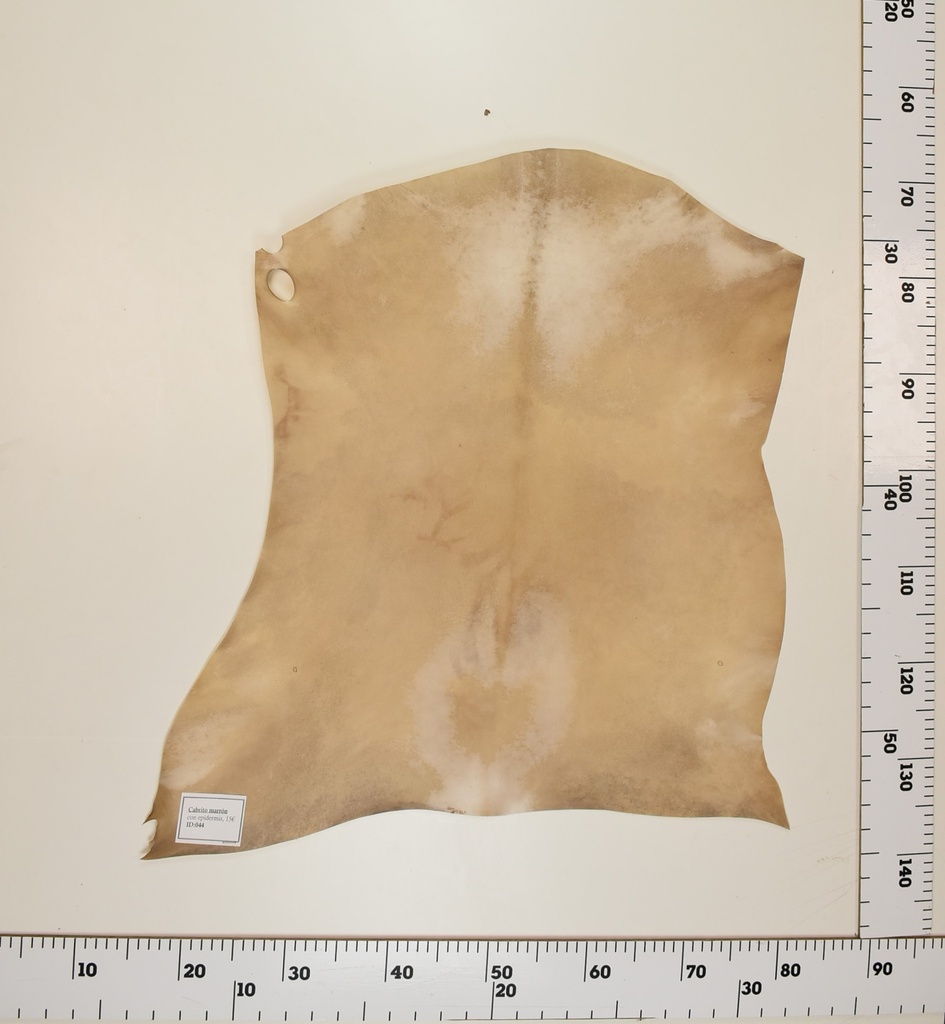 Cabrito Marrón ID044