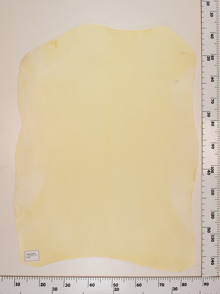 Cordero Natural ID036