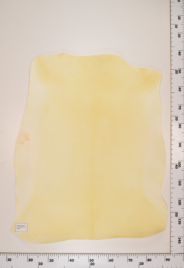 Cordero Natural ID063