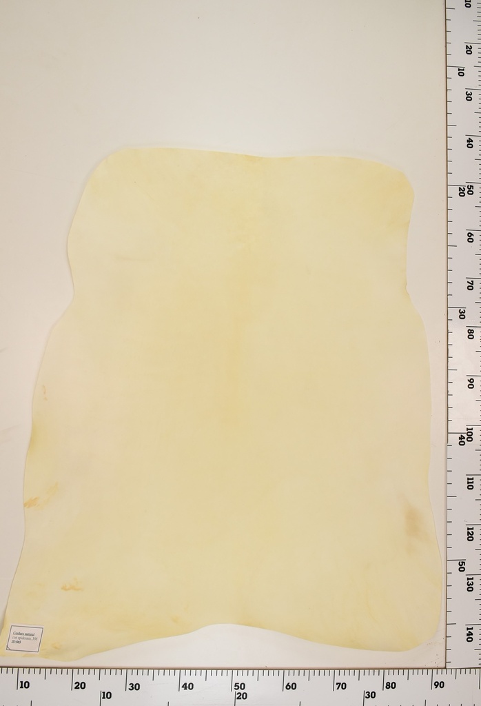 Cordero Natural ID065