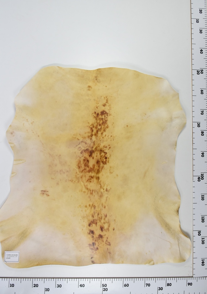 Cordero Envejecido ID003