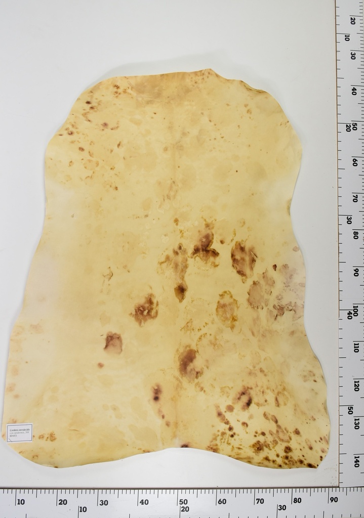 Cordero Envejecido ID011