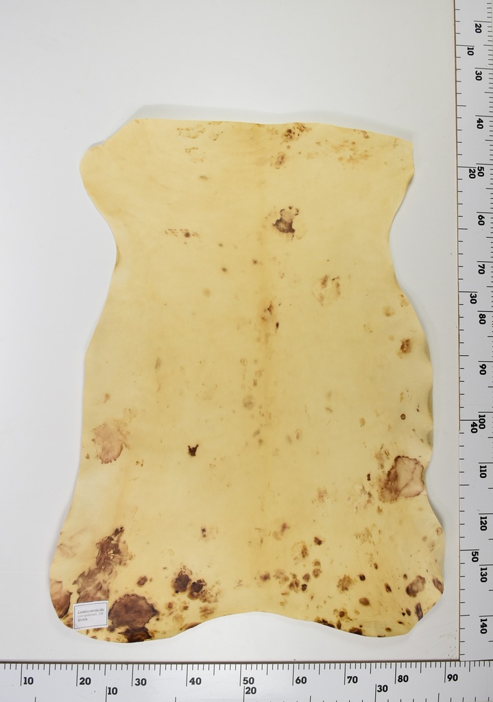 Cordero Envejecido ID017