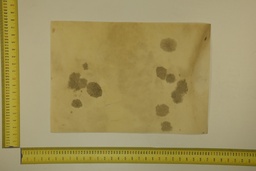 [22-5337-26-031] Formato moteado 53 X 37 2ª ID.031