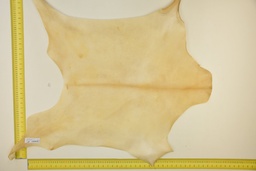 [24-0001-03-018] Piel de cabrito natural ID.018