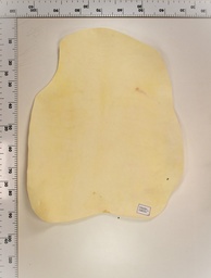 [22-0000-02-074] Cordero Blanco 22-0000-02-074