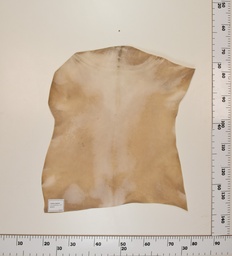 [24-0001-013] Cabrito Marrón ID013