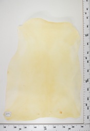 [22-0001-00-079] Cordero Natural ID079