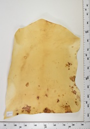 [22-0001-14-001] Cordero Envejecido ID001