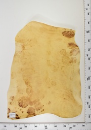 [22-0001-14-005] Cordero Envejecido ID005