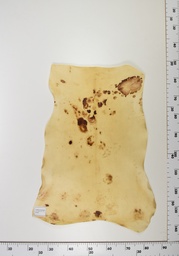 [22.-0001-14-019] Cordero Envejecido ID019