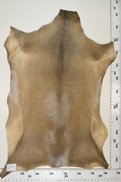 [22-0001-17-029] Cordero Negro ID029