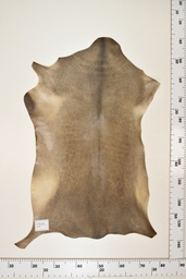 [22-0001-17-035] Cordero Negro ID035