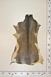 [22-0001-17-056] Cordero Negro ID056