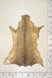 [22-0001-17-064] Cordero Negro ID064