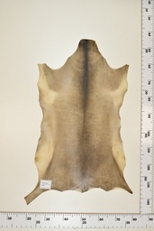 [22-0001-17-066] Cordero Negro ID066